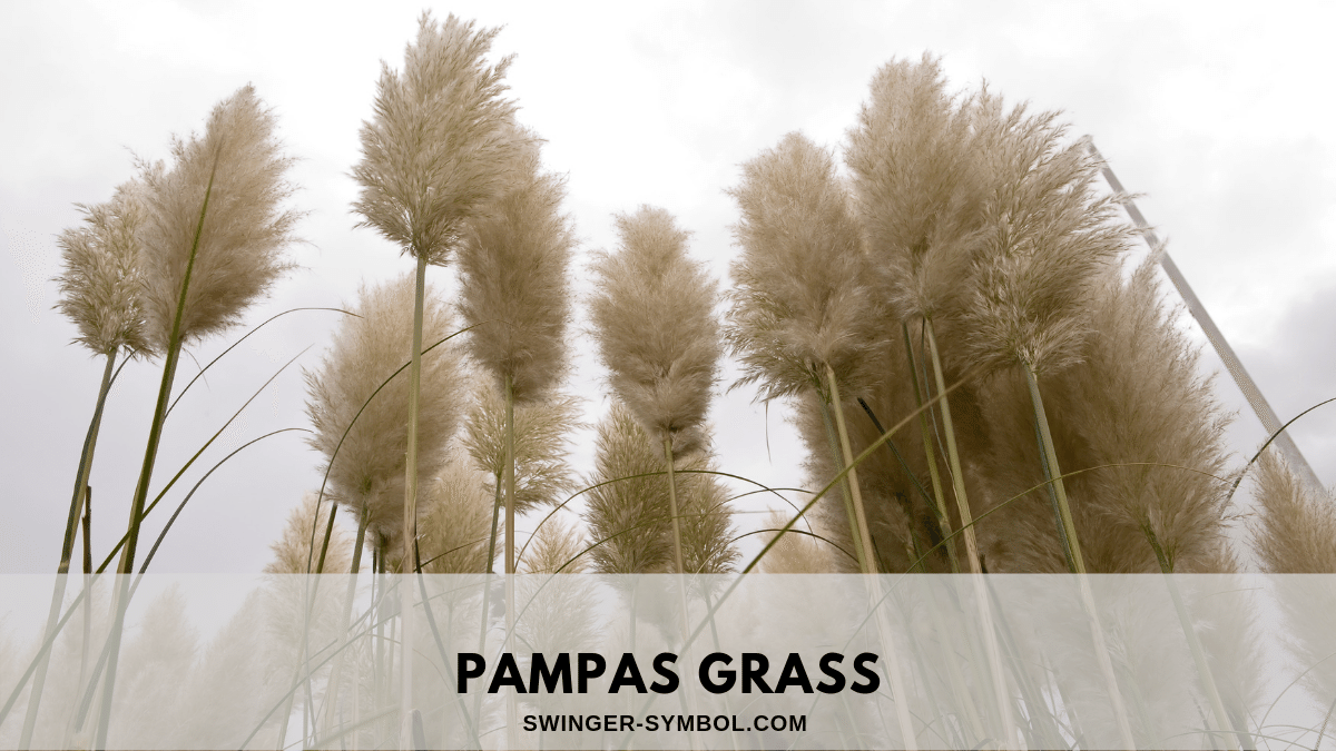 swinger symbol pampas grass